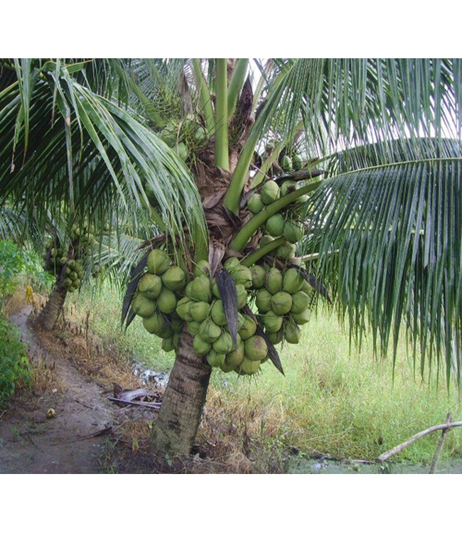 Giống Dừa Xiêm chùm