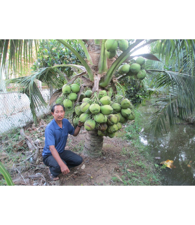 Giống Dừa dứa