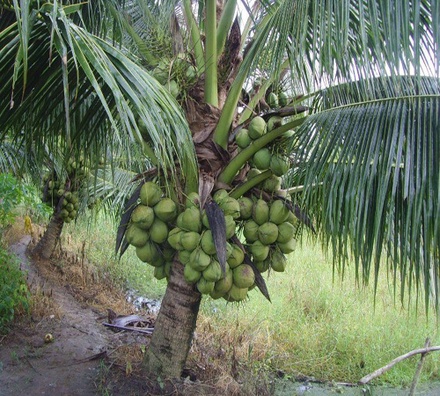 Giống Dừa Xiêm chùm